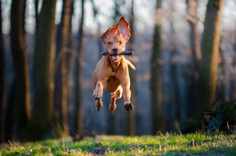Beraber koşabileceğim bir köpek istiyorum. Sizce hangi cinsler uygundur? Ayrıca küçük bir evim var buna da uygun olması gerekiyor. Önerileriniz?